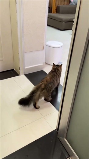 🐱 Smart Cat Learns to Take Out the Trash