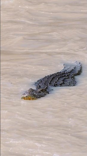 The Australian Saltwater Crocodile 🐊
