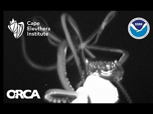 Giant Squid Filmed Alive In US Waters For The First Time