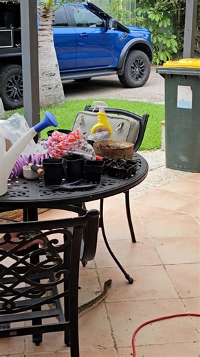 Wet Weather Snakes! Despite it raining most of the day, we still had a few jobs rolling in. Stu headed out for two Carpet Pythons, one which was in Strike position potentially eyeing of the small family cat, and the other was asleep in a large plant. Remember to save our number and give us a call anytime if you need a snake relocated. 0408545440 or 0409536000 | Sunshine Coast Snake Catchers 24/7