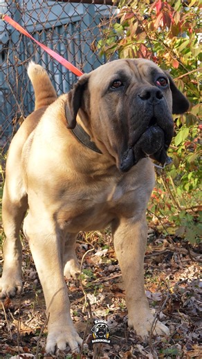 When a Boerboel barks, it’s not just a sound — it’s a deep, powerful warning that carries authority. 💪🏾 When a Boerboel speaks, there’s no mistaking who’s in charge. 💯 #thursday #thursdaymorning #Thursdays #thursdayfun #thursdaygrind #feature #mastiff #dogs #boerboel #boerboelsofinstagram #southafricanboerboel #boerboels #boerboelpuppy #boerboellove #boerboelmastiff #boerboellife #boerboelmoments #boerboelfans #boerboelofinstagram #boerboelinstagram #boerboellovers #boerboellife🐾 #photoofthe