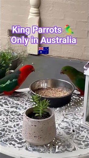 Are King Parrots really that beautiful? #beautiful #nature #wildlife