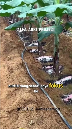 Kenapa Tunas Pisang Harus Dibuang?, Ini alasannya!
