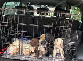 One puppy left for sale - £800