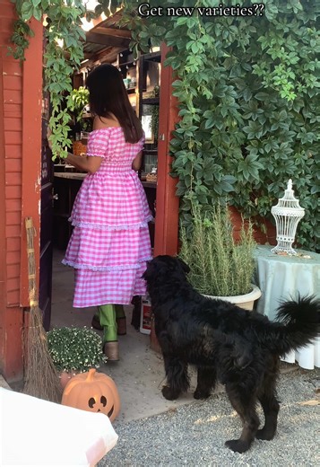 Favorite Pink Climbing Roses for Your Garden