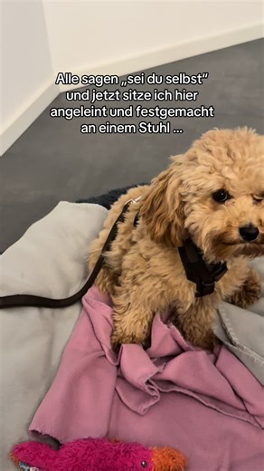 Maltipoo Life: The Reality of Being Adorable