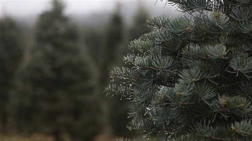Here's where you can find a 'real' Christmas tree in the Stevens Point area