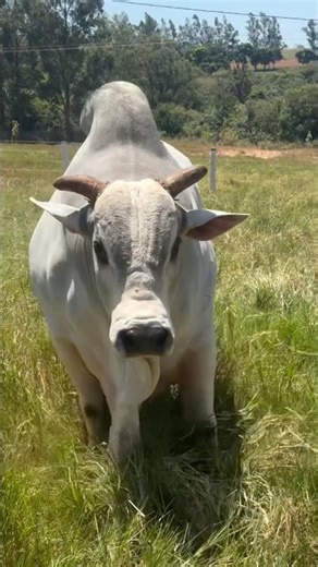 Nome: Tático da SN - RGD: GRI C0492Sêmen na @altabrasiloficial T #nelorepo