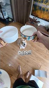 Gần 10 tuổi Bem vẫn háo hức khi có đồ mới #anhcubem #corgi