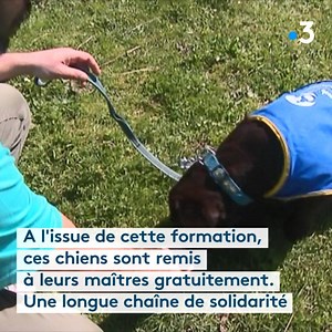 Depuis que son chien est là, Landry, un ado ne pouvant se déplacer qu'en fauteuil a vu sa vie bouleversée. https://france3-regions.francetvinfo.fr/nouvelle-aquitaine/gironde/bordeaux/handicap-chien-assistance-compagnon-complice-aide-precieuse-taches-quotidiennes-1652322.html | France 3 Nouvelle-Aquitaine