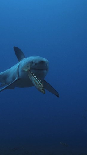 Shark vs Giant Squid Battles: Scarring on Great Whites Revealed