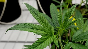 Ohio medical marijuana: First testing lab approved, but sales still weeks away