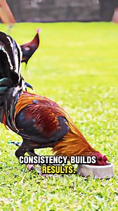 Q: What timeless advice do heritage breeders offer modern keepers? A: Focus on fundamentals first. Observe before acting. Keep systems simple. Respect natural development. Maintain clean routines. Avoid shortcuts. Learn from history. Stay patient. Consistency builds results. Tradition remains relevant. | Gamefowl Enthusiast