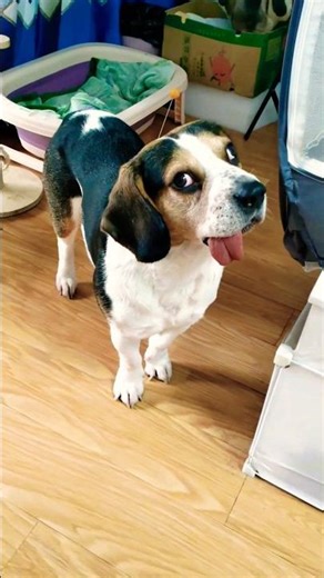 Ultimate Dog Comedy Compilation! 🐶