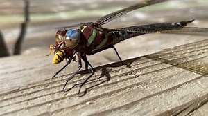 Just a Dragonfly Eating a Wasp