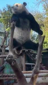 Il panda gigante Menglan sa cosa vogliono vedere i visitatori. #panda | Diario di Feifei - un viaggio nella cultura cinese