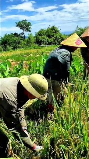 HARVESTING RICE AND CATCHING LOCUS: A TRADITION OF HIGHLAND PEOPLE