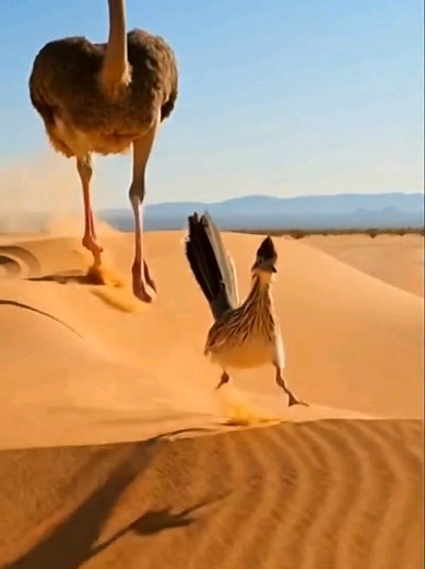 Roadrunner vs Furious Ostrich: Nature's Wild Chase