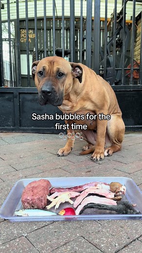 Sasha Experiences Bubbles for the First Time