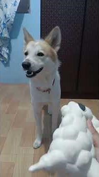 How to make your dog howl?