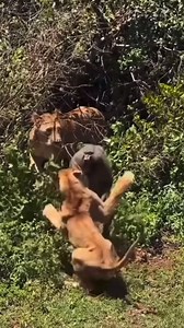 60K views · 7.2K reactions | A young lion cub practices its first...