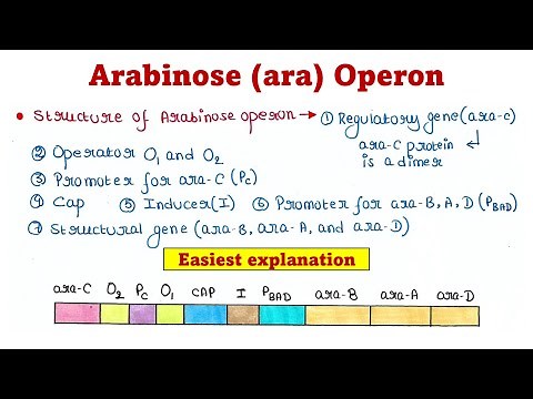 Arabinose operon (Ara operon) | Mechanism