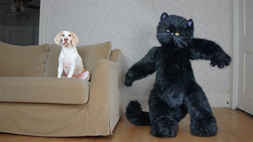 Giant Cat Rescues Dog from Mouse! Funny Dogs Maymo, Penny & Potpie