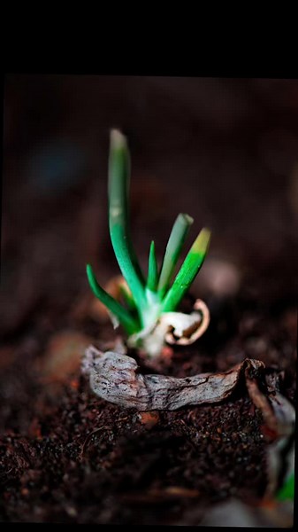 Flower photography #flowers #flower #photography #photoshoot #photographyeveryday