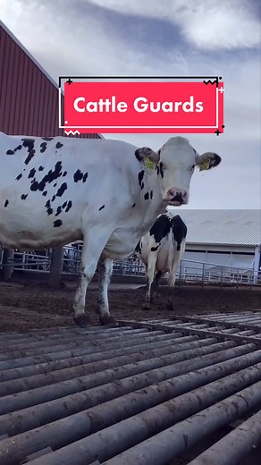 Understanding Cattle Guards: Purpose, Function, and Importance