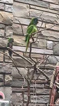 Blue crowned conure talking
