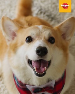 Bring joy to your best bud this Christmas with a gift they won’t be expecting under the tree! The Pedigree® Santa Paws Gift Bag, filled with tasty treats, is yours for only P549. Make this holiday unforgettable for your furry friend! 🛒Pedigree Club: https://pedigreeclub.ph/pages/christmas-2024 🛒Lazada: https://bit.ly/3NmyNpn 🛒Shopee: https://bit.ly/403mLsu #PedigreeSantaPawsChristmasBundle #Christmas #dog #doglover #furbaby | Pedigree Philippines