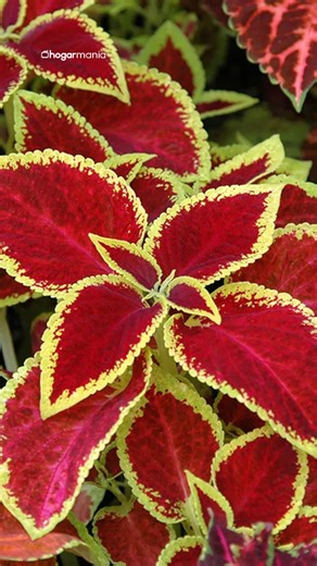 🌿 ¿Sabías que puedes sacar esquejes de cóleo también en invierno? ❄️ Iñigo Segurola enseña paso a paso cómo hacerlo, cómo lograr que enraícen con éxito y qué cuidados necesitan para crecer fuertes y llenos de color. #Jardinatis #Cóleos #Esquejes | Jardinatis