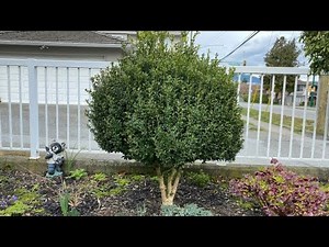 Day 1 of 6, Cloud Pruning For A Large Boxwood - March 27, 2022