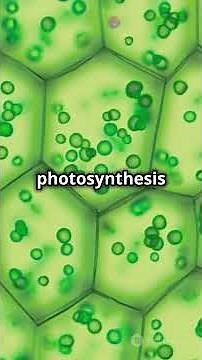 Secrets of C4 Photosynthesis