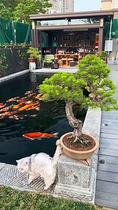 89K views · 1.6K reactions | Có đàn pet koi xinh là ấm áp trong lòng  #sanvuondep #sanvuonnhat #sanvuonnhatban #thietkesanvuonbietthu #thietkesanvuonnhat #thietkecanhquansanvuon #hocakoidep #hocakoi #tunglahan #tunglahannhatban #thiconghocakoi #chill #thugian #relax #japanesegarden #thietkesanvuondep #vinhomes | Nghệ Thuật Thiết Kế Sân Vườn Nhật Bản | Facebook