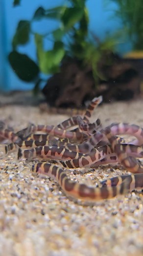 #tank #tankmaintenance #fishtank #aquarium #fish #tropicalfish #loach #khuliiloach #pet #petshop | Premier aquatics ltd