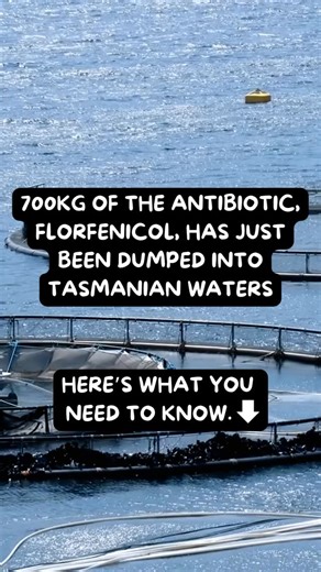 Spray-Free Farmacy | In just a couple of weeks, salmon farms in the D’Entrecasteaux Channel have dumped an astonishing 700kg of antibiotics into public waters —... | Instagram