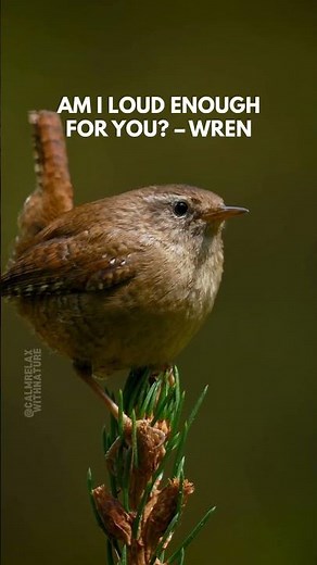 Eurasian Wren Song in Nature