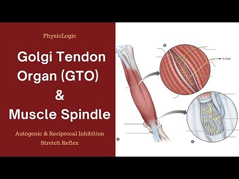 Golgi Tendon Organ (GTO) | Muscle Spindle | Autogenic and Reciprocal Inhibition | Stretch Reflex