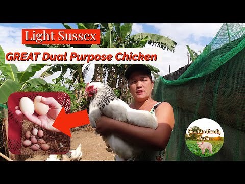 Why light Sussex Is An Excellent Choice To Breed