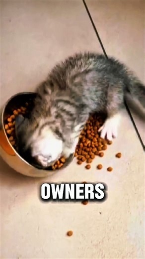 STOP Feeding Your Cat WRONG Snacks! 🚫 (Toxic & Healthy Revealed) 🐱