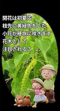 面白樹木の話 54 南京櫨ナンキンハゼ#公園樹#街路樹 #植物 #自然散策