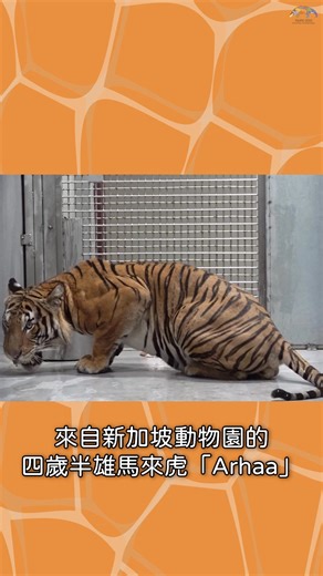 快來看「Arhaa」吃肉肉😋 | Taipei Zoo 臺北市立動物園