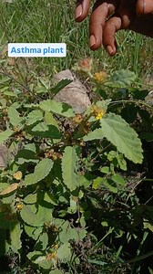 Healing #asthma Reach us on 0791252422 or 0111329515 | Umai Naturals