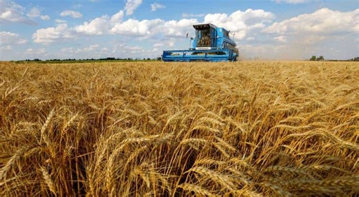 Wheat prices climb nearly six percent after Russia pulls out of Black Sea deal