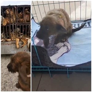 4.6K views · 349 reactions | The little brown female puppy from the...