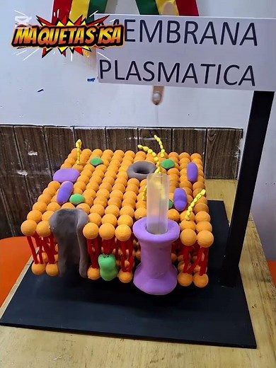 membrana plasmática maquetas LA PAZ BOLIVIA