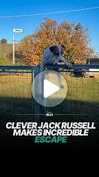 Smart Jack Russell makes incredible escape