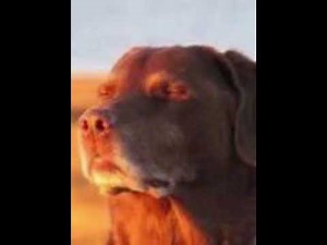 Dog sitting in sunset Meme (🐌Slowed) (⏰ 3 Hours) (🎵With relaxed (slowed))