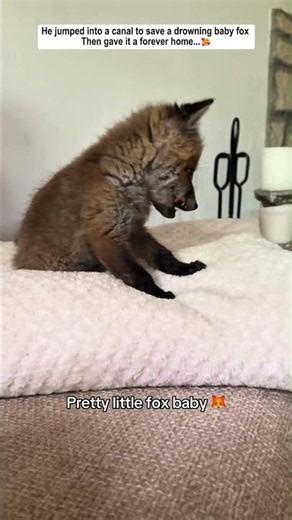 After rescuing a baby fox from a canal, this man chose to adopt it...
